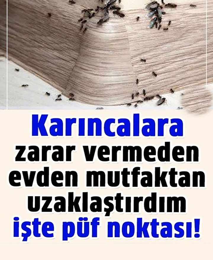 Karıncalara Zarar Vermeden Uzaklaştırmanın Yoluu..